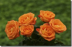 rose bouquet wallpaper rose bouquet wallpaper