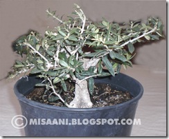 olivo prebonsai