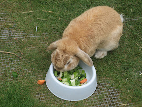 Rabbit eating