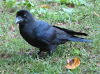 Crow