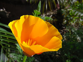 A California Poppy California Poppy