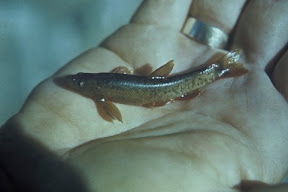 A Minnow