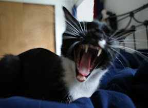 Yawning cat