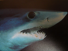 Shark