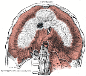 Human Diaphragm Human Diaphragm