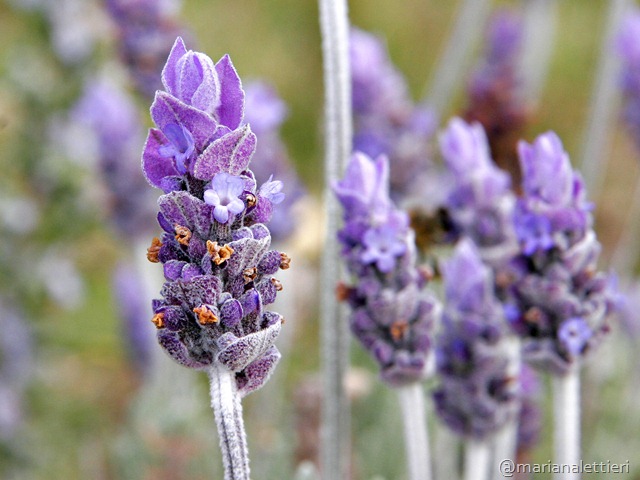 [Single_lavendar_flower02[5].jpg]