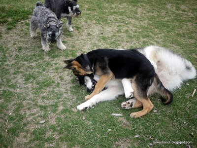 Munson with Liebe, German Shepherd puppy
