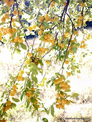 P1000340