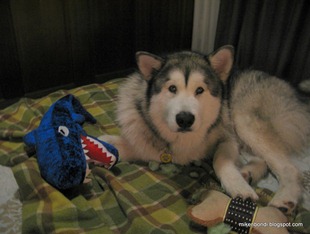 Munson with toothed whale