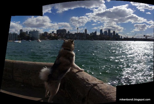 Yarranabbe Park - Sydney CBD skyline