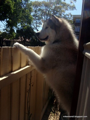 Hi neighbour!