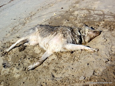sand angel
