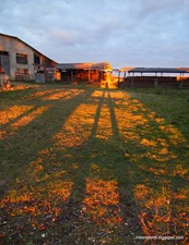 Long legged shadows