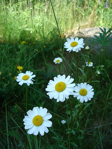 [DSC001596.jpg]