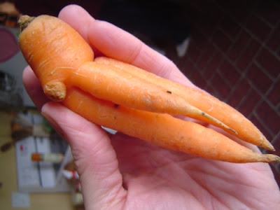 image of a freakish carrot