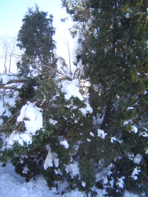 image of storm damage