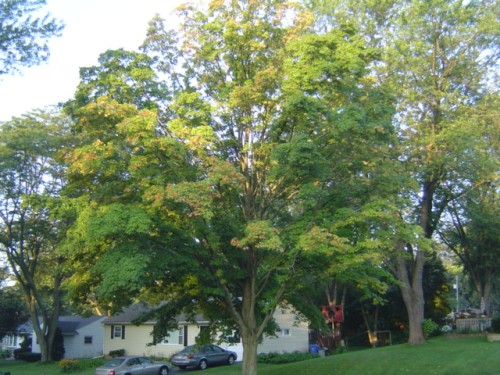 image of tree