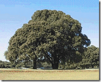 pohon sesawi