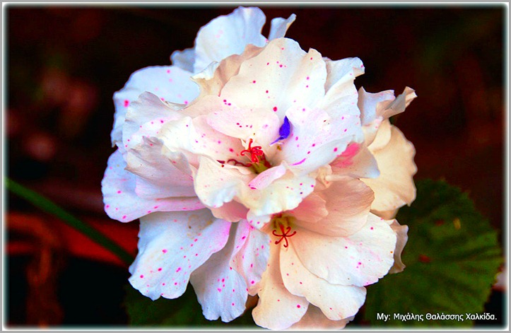 Ένα πανέμορφο λουλούδι με τα φυσικά του χρώματα