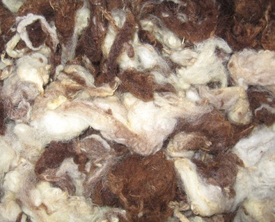 Wildes Jakobschaf 4