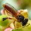 Angelita Bee