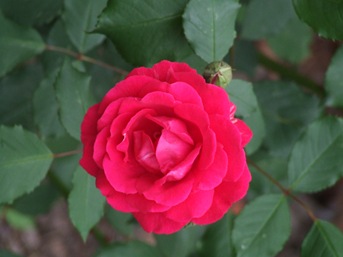 DSCF0987
