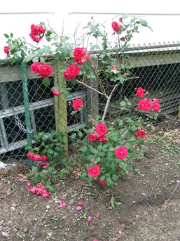DSCF0984