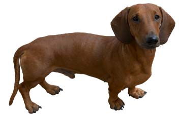 Dachshund Standard Dachshund Standard