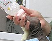 [Tiger_V051_BottleFeed_14Feb20101--180x140[5].jpg]