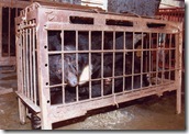 Caged_bear_1[1]