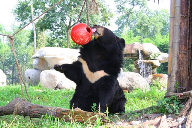 [CAAF-Jasper-RedBall[9].jpg]