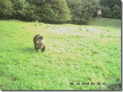 L'orso bruno ritratto poco dopo l'alba del 18 giugno a Sella Chianzutan (foto: Riserva di caccia di Verzegnis)