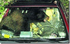 20100726_orso-guidatore