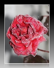 [Icerose[2].jpg]