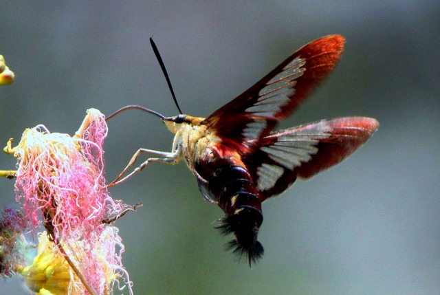 [photoshare Bee,Butterfly or Hummingbird Defunick Spgs Fl PrDspgs[3].jpg]