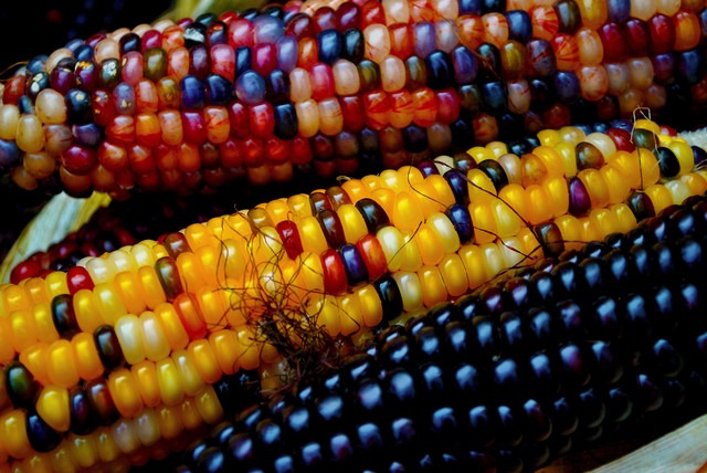 [photoshare Fall Indian Corn Marietta NY cherriobin[3].jpg]