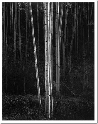 Фотограф Ансель Адамс prosvit-photo_ansel-adams_Aspens-Vertical-Northern-New-Mexico-1958 Фотограф Ансель Адамс prosvit-photo_ansel-adams_Aspens-Vertical-Northern-New-Mexico-1958