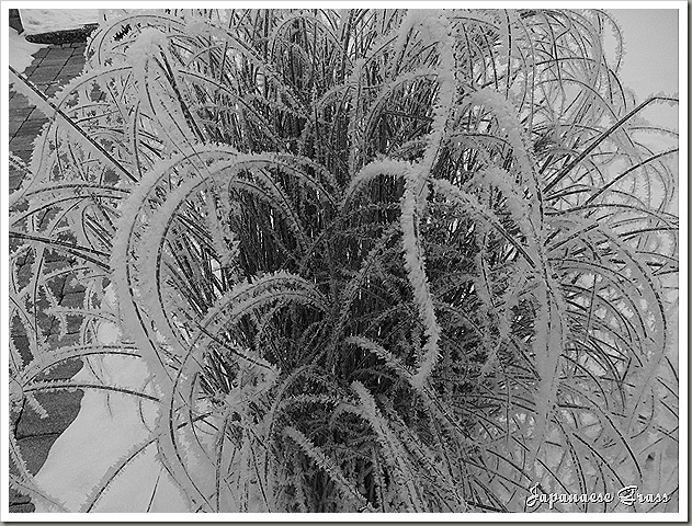 DSCF1027 DSCF1027