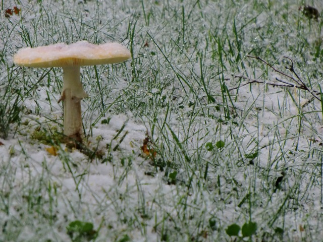 [eerstesneeuw 015[2].jpg]