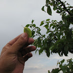 IMG_3505.JPG