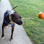 Winston checks out the pumpkins.