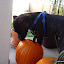 Winston takes a nibble, not out of Bearnie though.