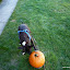 Winston thinks the pumpkin is like his red ball!