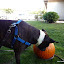 Hello Mr. Pumpkin- Im going to name you bearnie!