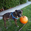 Winston poses with his pumpkin, new facebook picture?