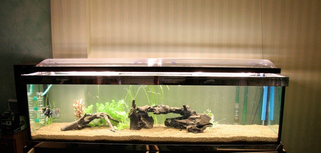 [Acquario 4[4].jpg]