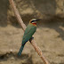 DSC02956.JPG, Bienenfresser, Best of 2009
