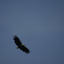 DSC02968.JPG, Seeschreiadler, Best of 2009