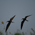 DSC02989.JPG, Synchronflieger, Best of 2009