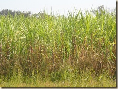 sugar cane field 1